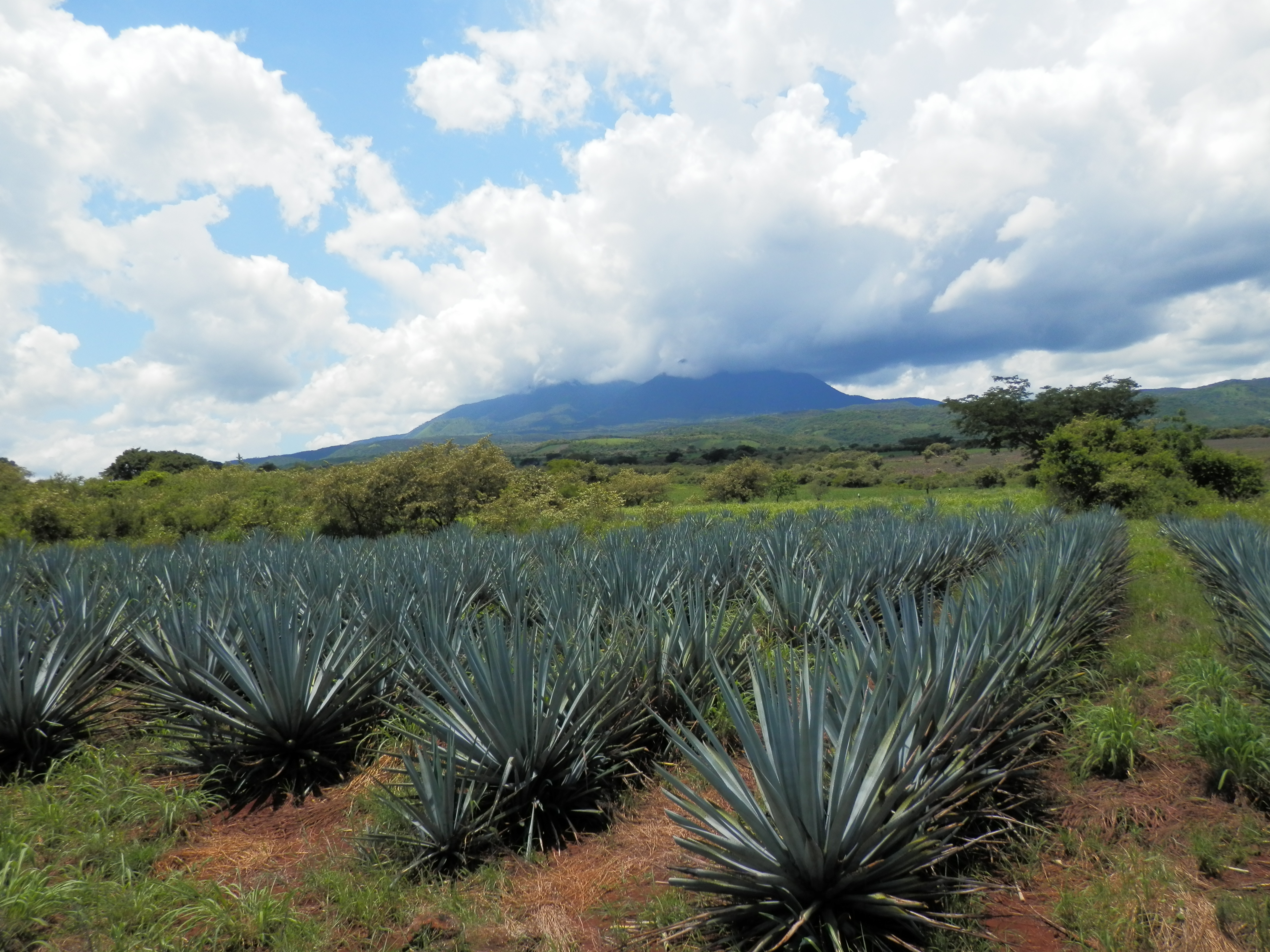 アガベシロップ