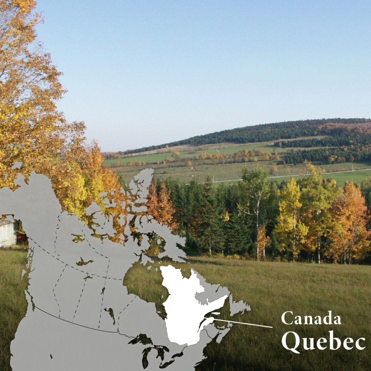 アナ雪メープルシロップ