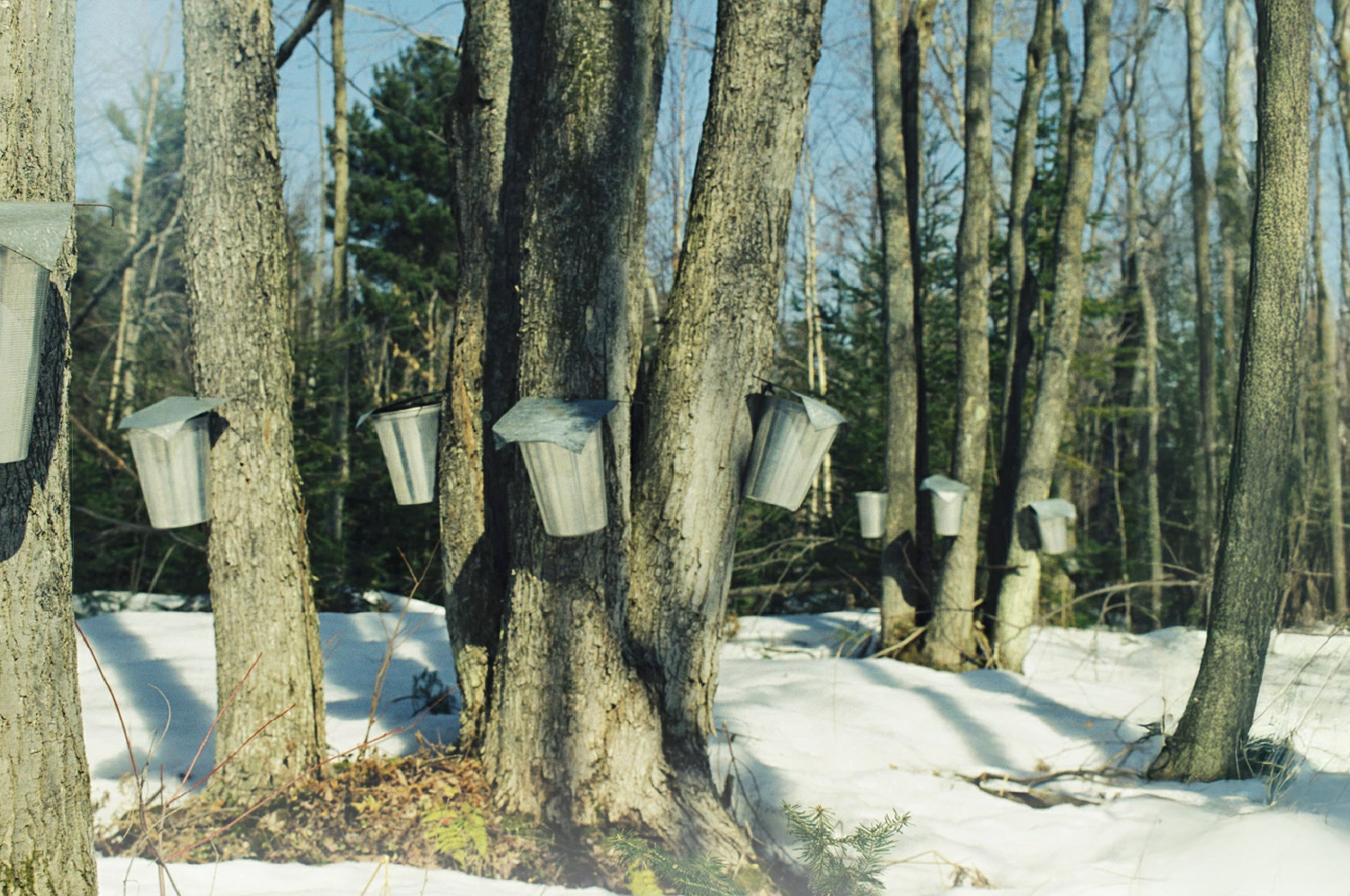 アナ雪メープルシロップ
