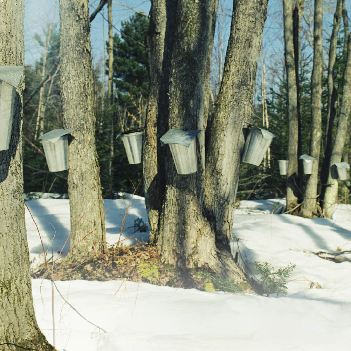アナ雪メープルシロップ