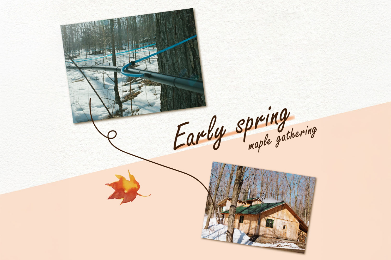 アナ雪メープルシロップ