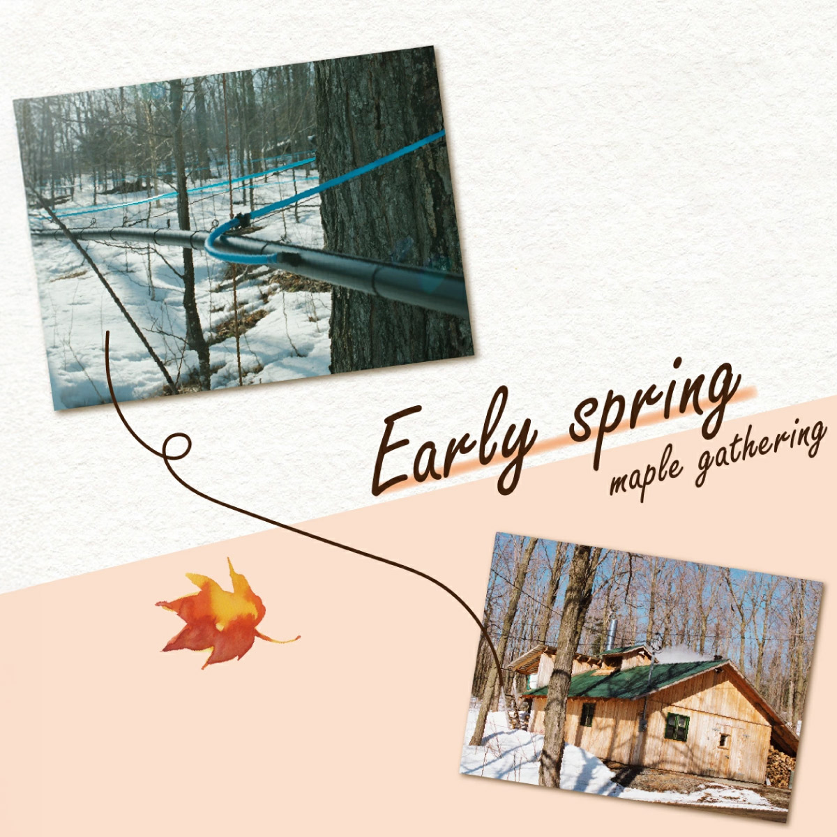 アナ雪メープルシロップ